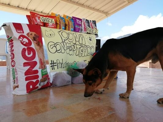 Apoyo_Gramalote_canino_4