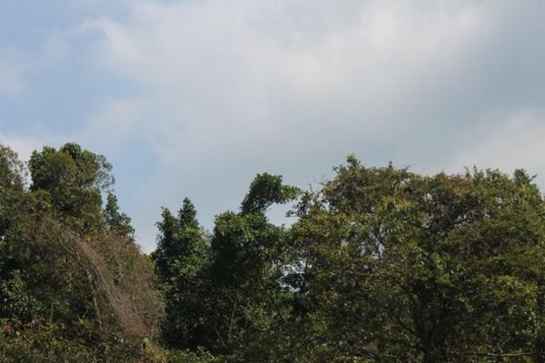 Gramalote_verde_día_del_árbol_2