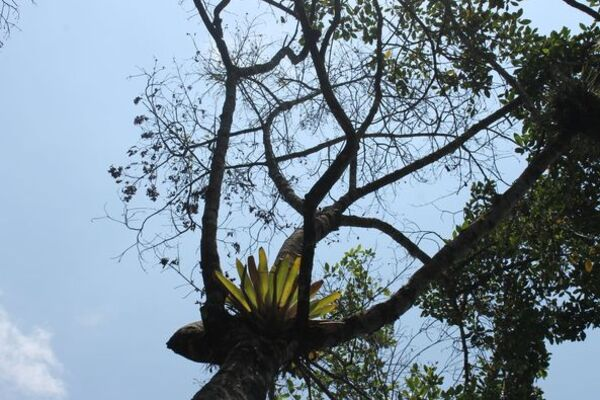 Gramalote_verde_día_del_árbol_3