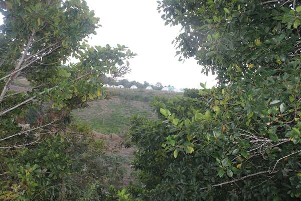 Gramalote_verde_día_del_árbol_3(1)
