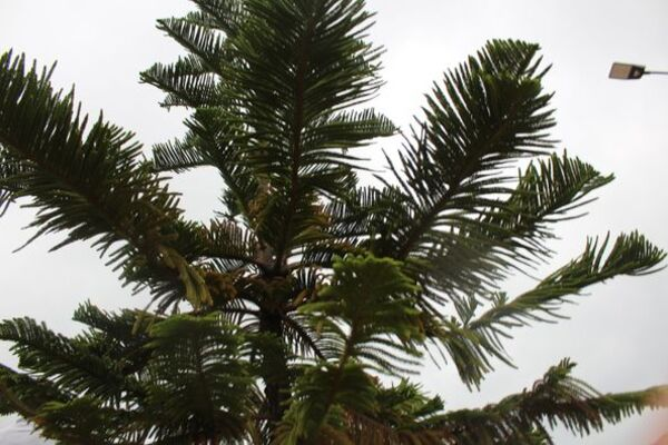 Gramalote_verde_día_del_árbol_4