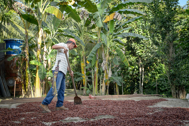 El Fondo Adaptación busca controlador de plagas y enfermedades, que necesitan familias cultivadoras de Cauca