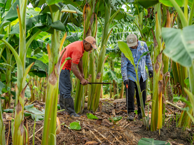 Proyecto Productivo Magangué, Bolívar