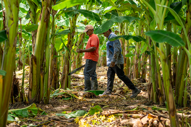 Asomocais: transforman el campo como legado para el futuro
