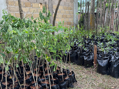 Rehabilitación Ecológica San Marcos, Sucre