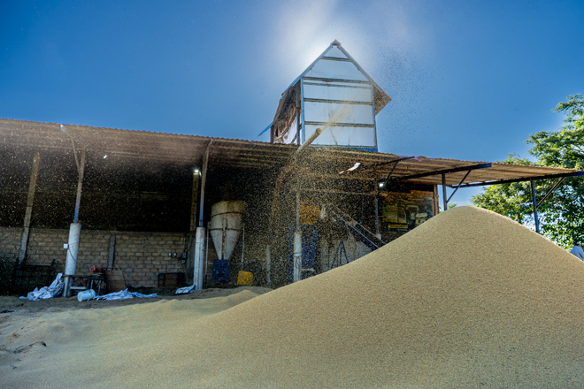 Cadena Productiva del Arroz: Fondo Adaptación revela avances, corrige fallas y evita millonaria pérdida en La Mojana