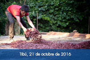 Presidente Santos entrega insumos a cacaoteros de Tibú por más de $1.200 millones