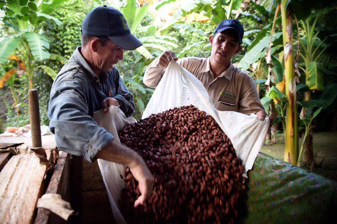 Presidente Santos entrega insumos a cacaoteros de Tibú por más de $1.200 millones
