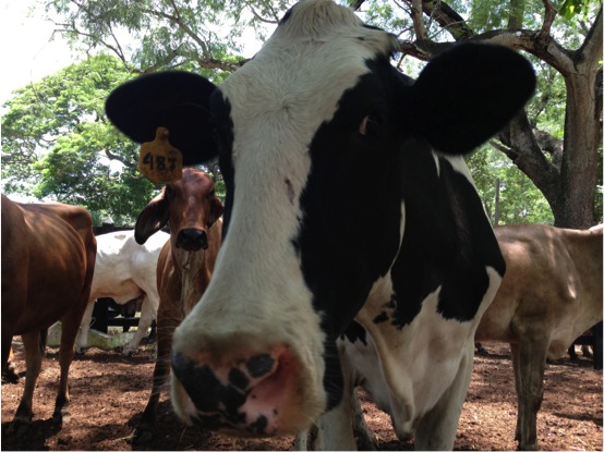 vacas