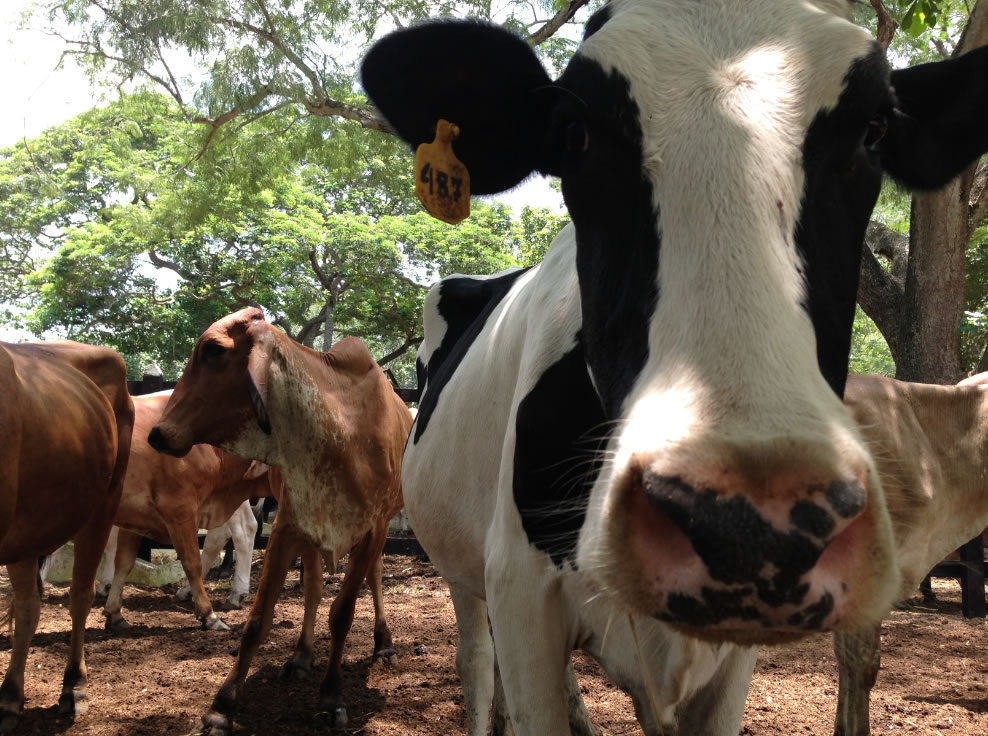 vacas atlantico